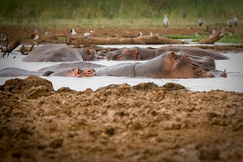 Hippos in the Mud