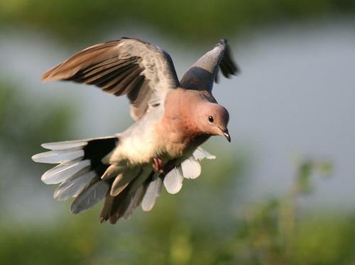 Landing Dove