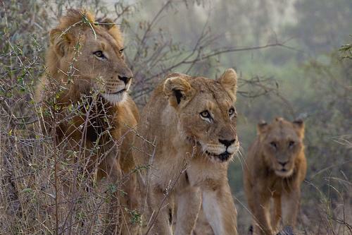 Curious Lion Family 