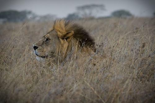 Male Lion in the Grass