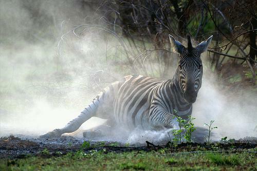 Zebra in the dust