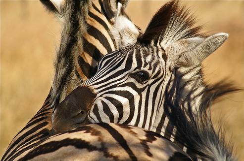 Zebras Hugging